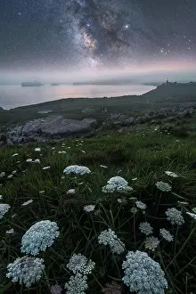 Calm Prints: White field flowers and green grass on hill with calm rocky empty seashore
