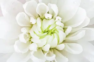 Raindrop Prints: white flower head close up white flower head of chrysanthemum with rain drops close up Copyright: xZoonar