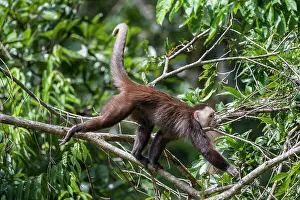 Superstock Prints: White-fronted Capuchin Monkey (Cebus albifrons) in forest canopy