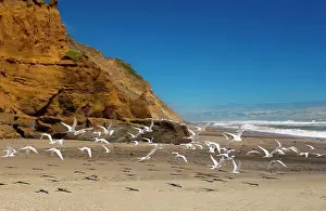 Taking Off Prints: White-fronted terns (Sterna Striata) on a beach near South Head on the Tasman Sea