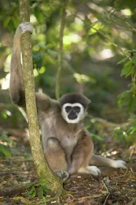 White- handed gibbon. Monkeyland Primate Sanctuary