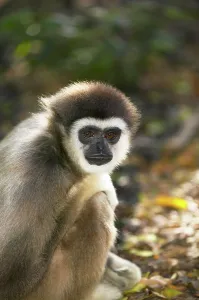 Western Cape Prints: White- handed gibbon. Monkeyland Primate Sanctuary