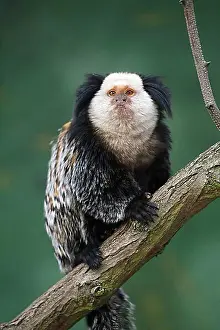 Mammalian Prints: White-headed marmoset (Callithrix geoffroyi), White Fronted Mormoset