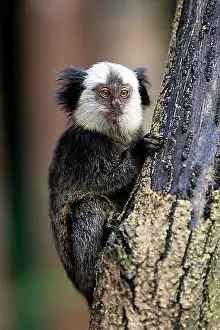 Worlds Prints: White-headed Marmoset, Tufted-ear Marmoset or Geoffrey's Marmoset (Callithrix geoffroyi)