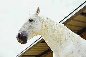 Stallion Prints: white horse in stable against sky