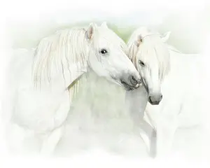 Soft Prints: Two white horses of Camargue, French, nuzzling