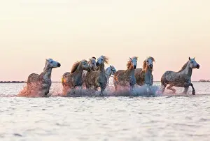 Herd Prints: White horses running through water, The Camargue, France