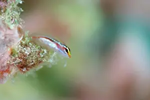 Transparent Prints: White-line Pygmy Goby, Eviota mikiae, The Maldives