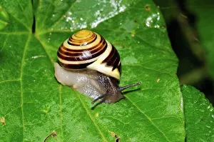 Terrestrial Prints: White-lipped Banded Snail (Cepaea hortensis) adult