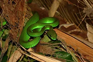 Tropical Prints: White-lipped Pitviper (Trimeresurus albolabris insularis) adult