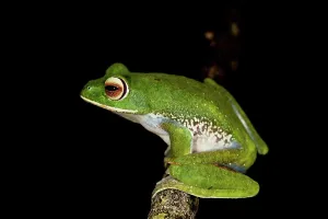 Frog Prints: White-Lipped Tree frog (Boophis albilabris) in rainforest canopy