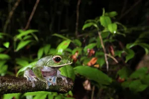 Frog Prints: White-Lipped Tree frog (Boophis albilabris) in rainforest canopy