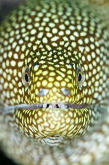Eyes Prints: White-mouth moray eel, Gymnothorax meleagris