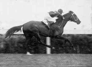 Stallion Prints: White Nose, one of the only two Cup runners that the critics give a ***** creating an upset in prospects