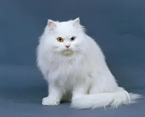 Cats Prints: white persian cat (odd-eyed)