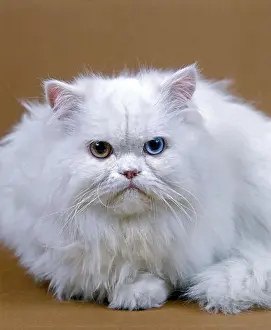 Felidae Prints: White Persian Domestic Cat, Adult With Different Coloured Eyes