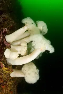 Marine Prints: white-plumed anemone, metridium senile