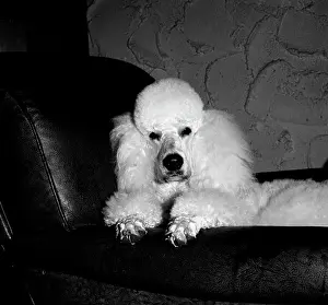 Contrast Prints: White poodle on sofa