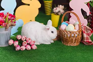 Pink Prints: White rabbit in Easter decoration in horizontal orientation with selective focus