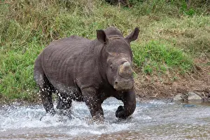Flowing Water Prints: White rhino (Ceratotherium simum) bull