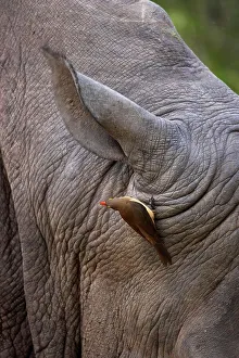 Rhino Prints: White Rhino (Ceratotherium simum) with redbilled oxpecker (Buphagus erythrorhynchus)