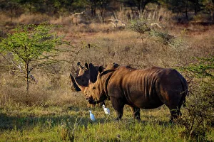 Kwazulunatal Prints: White rhino or square-lipped rhinoceros (Ceratotherium simum) and Cattle Egret (Bubulcus ibis)