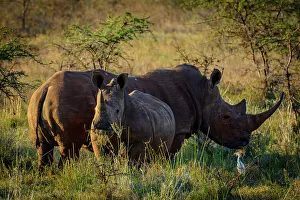 Kwazulunatal Prints: White rhino or square-lipped rhinoceros (Ceratotherium simum) and Cattle Egret (Bubulcus ibis)