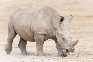 Rhino Prints: White Rhinoceros (Ceratotherium simum), Ol Pejeta Reserve, Kenya, Africa