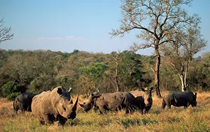 Rhinoceros Prints: White Rhinoceros herd in veld. MalaMala Game Reserve