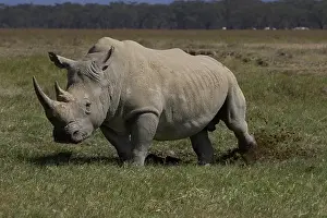 Mammals Prints: white rhinoceros kicking dung midden to spread scent ceratotherium simum