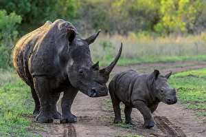White rhinoceros (rhino) or square-lipped rhinoceros (Ceratotherium simum)