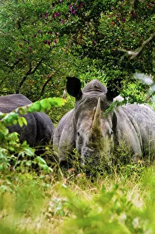 Lion Book Prints: White rhinoceros (rhino) or square-lipped rhinoceros (Ceratotherium simum)Timbavati Game Reserve