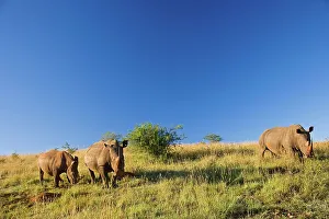 Rhino Prints: White Rhinoceros or Square-lipped Rhinoceros (Ceratotherium simum)
