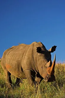 Rhino Prints: White Rhinoceros or Square-lipped Rhinoceros (Ceratotherium simum)