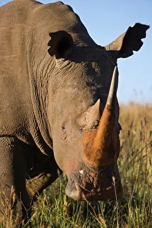 Rhino Prints: White Rhinoceros or Square-lipped Rhinoceros (Ceratotherium simum)