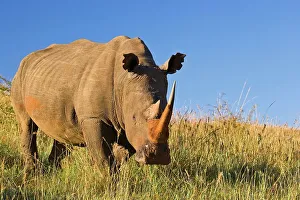 Rhino Prints: White Rhinoceros or Square-lipped Rhinoceros (Ceratotherium simum)