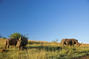 Zululand Prints: White Rhinoceros or Square-lipped Rhinoceros (Ceratotherium simum)