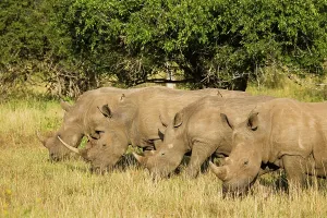 St Lucia Prints: White Rhinoceros or Square-lipped Rhinoceros (Ceratotherium simum)