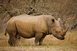 Imfolozi Prints: White Rhinoceros or Square-lipped Rhinoceros (Ceratotherium simum)
