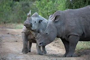 Imfolozi Prints: White Rhinoceros or Square-lipped Rhinoceros (Ceratotherium simum)