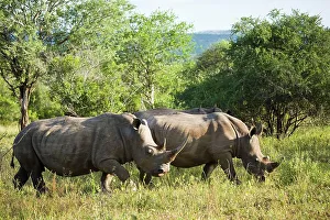 St Lucia Prints: White Rhinoceros or Square-lipped Rhinoceros (Ceratotherium simum)