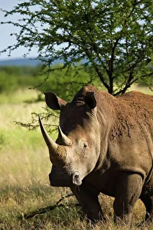 Vertical Photograph Prints: White Rhinoceros or Square-lipped Rhinoceros (Ceratotherium simum)