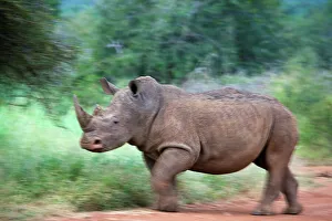 White Rhinoceros or Square-lipped Rhinoceros (Ceratotherium simum)