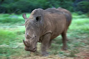 White Rhinoceros or Square-lipped Rhinoceros (Ceratotherium simum)