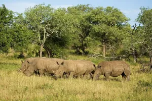 St Lucia Prints: White Rhinoceros or Square-lipped Rhinoceros (Ceratotherium simum)