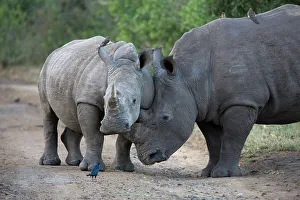Imfolozi Prints: White Rhinoceros or Square-lipped Rhinoceros (Ceratotherium simum)