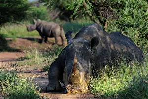 White rhinoceros or square-lipped rhinoceros (Ceratotherium simum)