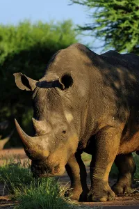 Roger De La Harpe Prints: White rhinoceros or square-lipped rhinoceros (Ceratotherium simum)