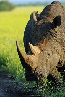 Roger De La Harpe Prints: White rhinoceros or square-lipped rhinoceros (Ceratotherium simum)