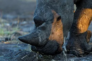 White rhinoceros or square-lipped rhinoceros (Ceratotherium simum)